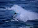 nazare-waves-surf-10-15-2016--041